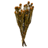 Vickerman 12" Tortum Bundle, Preserved, Autumn