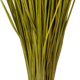 Vickerman 24-30" Basil Whip Grass Dried