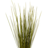 Vickerman 24-30" Basil Whip Grass Dried
