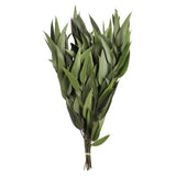 Vickerman 18-20" Green Weeping Willow Eucalyptus Bundle, Preserved, 18-20"