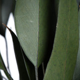 Vickerman 18-20" Green Weeping Willow Eucalyptus Bundle, Preserved