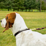 Circle T Latigo Leather Twist Dog Leash with Brass Hardware, 6'