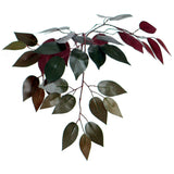 Vickerman Artificial 6' Capensia Potted Tree