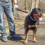 Double-Ply Nylon Dog Traffic Leash