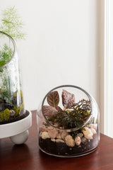 Warner Glass Terrariums By Accent Decor