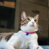 Safe Cat Fashion Adjustable Breakaway Cat Collar