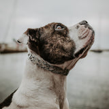 ULTRA-PLUS Prong Dog Training Collar with Quick-Release Latch