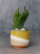 Colorway Ceramic Pots By Accent Decor
