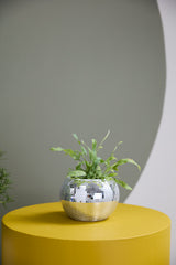 Disco Ceramic Pots By Accent Decor