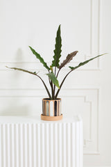 Truman with Saucer Pots By Accent Decor