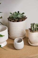 Morse with Saucer Textured Glossy Pots By Accent Decor