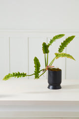 Madison with Saucer Pots By Accent Decor