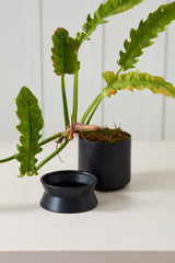 Madison with Saucer Pots By Accent Decor