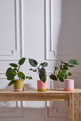 Manitoba with Saucer Pots (Set of 3) By Accent Decor
