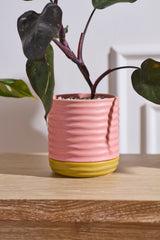 Manitoba with Saucer Pots (Set of 3) By Accent Decor
