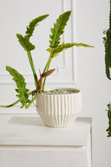 Cameron Pots By Accent Decor