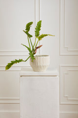 Cameron Pots By Accent Decor