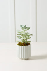 Carmen Matte Ceramic Pots By Accent Decor