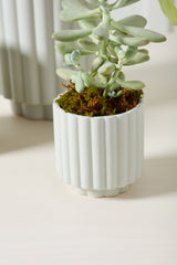 Carmen Matte Ceramic Pots By Accent Decor