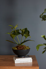 Fortis Matte Ceramic Bowls By Accent Decor