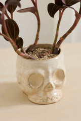 Haunting Skull Pot By Accent Decor