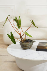 Boa Bowl By Accent Decor