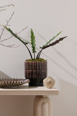 Kasra Pots By Accent Decor