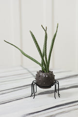 Silly Spider Pots By Accent Decor