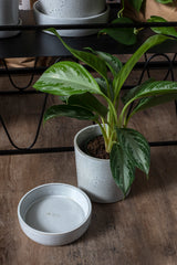 Watson Ceramic Pots By Accent Decor