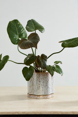 Avenell Pots By Accent Decor