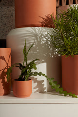 Kendall Terracotta Ceramic Pots By Accent Decor
