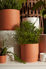 Kendall Terracotta Ceramic Pots By Accent Decor