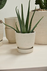 Salvage with Saucer Hand-Painted Textured Pot By Accent Decor