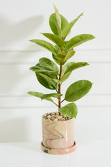 Melage with Saucer Pots By Accent Decor