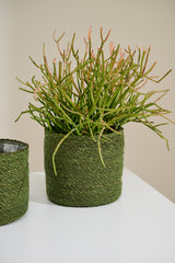 Inkberry Natural Fibers Baskets (Set of 3) By Accent Decor