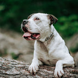 ULTRA-PLUS Prong Dog Training Collar with Quick-Release Latch