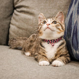 Li'l Pals Elasticized Safety Kitten Collar with Reflective Threads