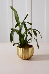 Ravi Pots By Accent Decor