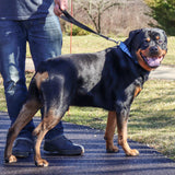 Double-Ply Nylon Dog Traffic Leash