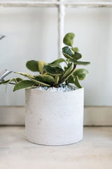 Delphi Ceramic Pots By Accent Decor