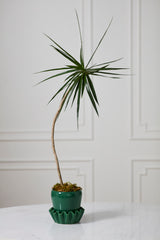 Lorelai with Saucer Pot By Accent Decor