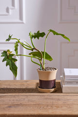 Rowen with Saucer Pots By Accent Decor