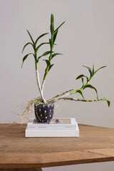 Spotted Dot Pots By Accent Decor