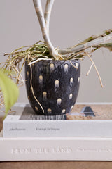 Spotted Dot Pots By Accent Decor