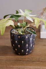 Spotted Dot Pots By Accent Decor