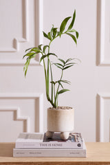 Branco Pots By Accent Decor