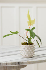 Barbed Pot By Accent Decor