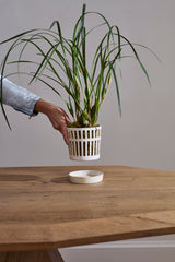 Airy Orchid with Saucer Pots By Accent Decor