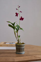 Airy Orchid with Saucer Pots By Accent Decor