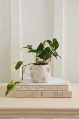 House Spider Pots By Accent Decor